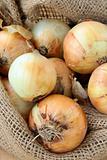 Organic fresh onion in linen bag