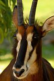 Sable Antelope Portrait