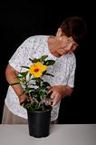Senior Woman Pruning A Hibiscus