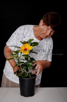 Senior Woman Pruning A Hibiscus