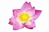 pink lotus flower  
