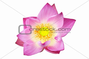 pink lotus flower  