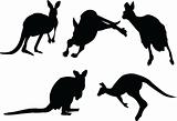 kangaroo silhouette collection