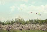 Orchard of apple blossoming trees