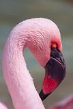 Chilean Flamingo closeup