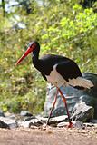 billed stork