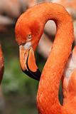 flamingo head 