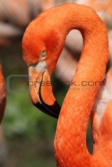 flamingo head 