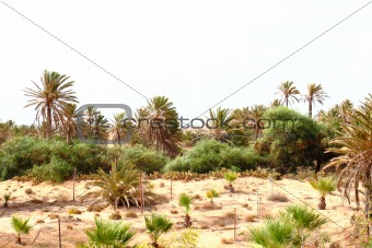 oasis in Tunisia 