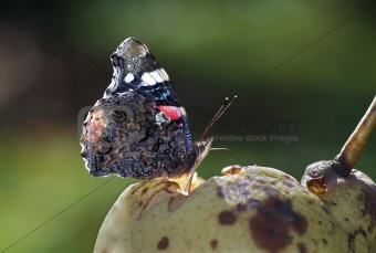 butterfly on the pear