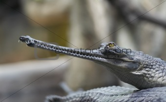 Indian gavial