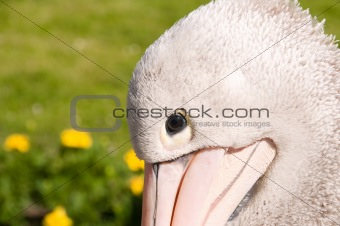  Portrait of pelican.