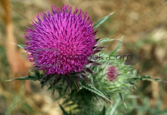 Pink Spear Thistle