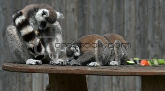Ring-tailed Lemur 2