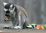 Ring-tailed Lemur 3