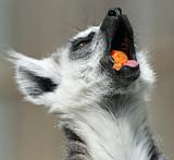 Ring-tailed Lemur 5