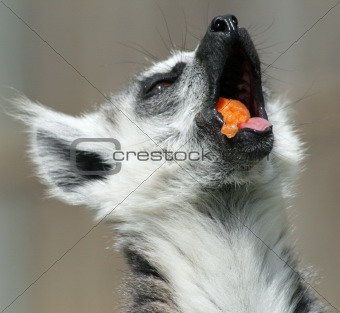 Ring-tailed Lemur 5