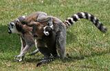 Ring-tailed Lemur 6