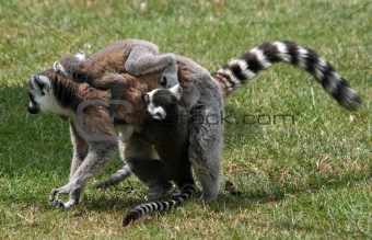 Ring-tailed Lemur 6