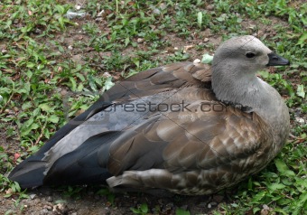 Abyssinian blue-winged goose