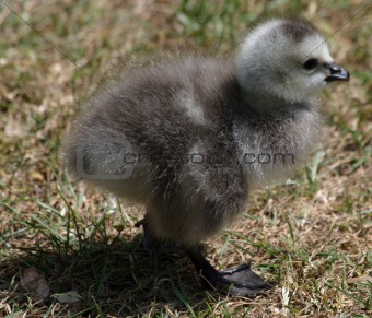 Barnacle Geese goslings 2