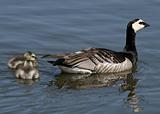 Barnacle Geese and goslings 2
