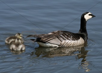 Barnacle Geese and goslings 2