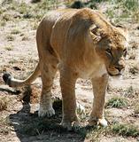 Female lion 2