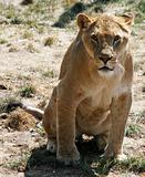 Female lion 3