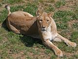 Female lion 5