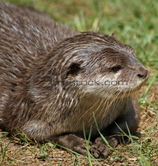 Small-clawed Otter