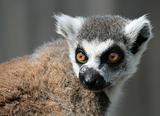 Ring-tailed lemur 9