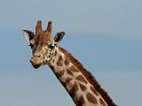 Giraffe 26