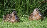 Female mallard ducks