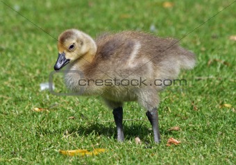 Canada Geese gosling 3