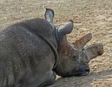 Rhinoceros 19