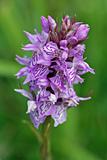 Common Spotted Orchid hybrid