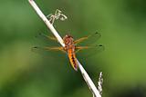 Scarce Chaser Dragonfly
