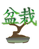 Japanese bonsai tree 