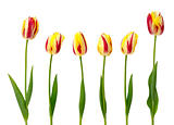 Set of yellow and red tulips