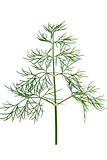 Dill, isolated on a white background