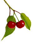Cherry, isolated on a white background