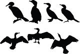 cormorants collection