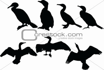 cormorants collection