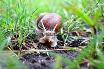 portrait of a snail