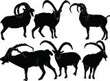 rock goats collection