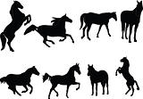 horses collection - vector