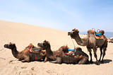 Camels in the deserts