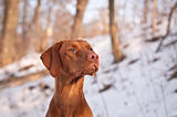 Vizsla Dog Portrait in winter.