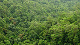 rain forest canopy seen from above